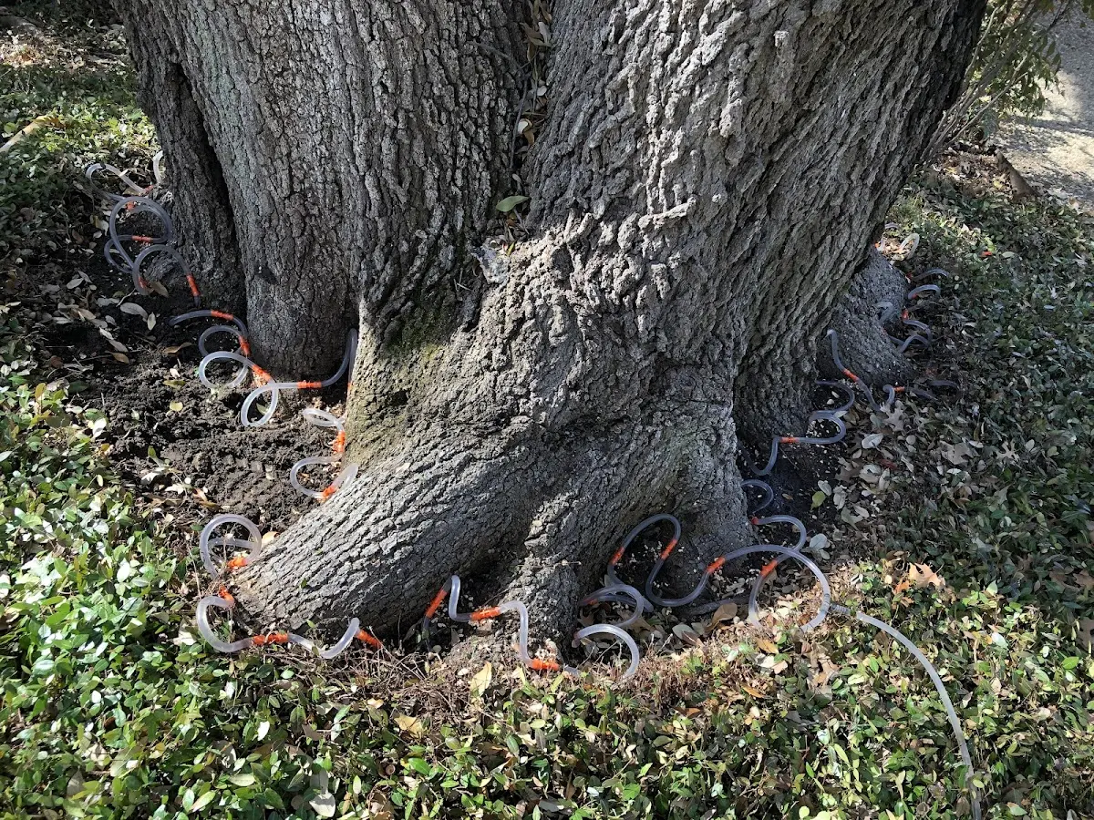 Detailed Tree Cabling and Bracing job site in Pico Rivera